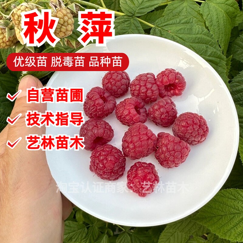 秋萍树莓苗双季红树莓覆盆子果树苗盆栽阳台地栽南方北方当年结果