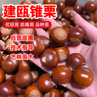 建瓯锥栗树苗嫁接板栗树苗大果圆锥尖栗子苗当年结果南方北方种植