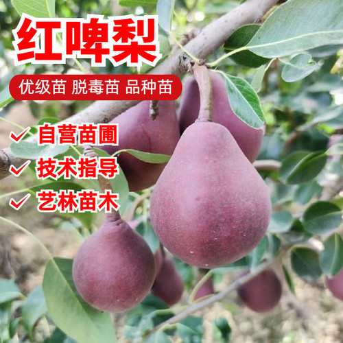 红啤梨梨树苗嫁接7月成熟