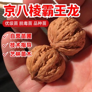 京八棱霸王龙秋子文玩核桃树苗小手捻山核桃袖珍狮子头南北方种植