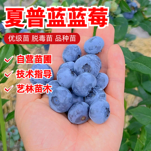 夏普蓝蓝莓苗四季盆栽地栽高丛南方北方种植大果蓝莓树苗当年结果