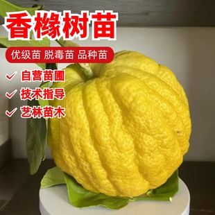 特大香橼果树苗枸橼树佛手柑柠檬苗盆栽室内阳台庭院地栽当年结果