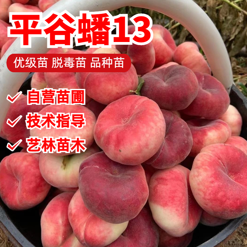 平谷蟠13桃树苗嫁接6月成熟