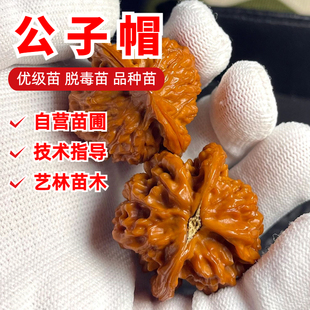 公子帽文玩核桃树苗老树狮子头闷白官帽核桃苗南北方种植当年结果