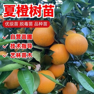 夏橙苗果树苗特大夏橙树苗脐橙树甜橙子树苗盆栽地栽种植当年结果