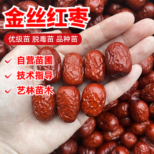 金丝枣南方地栽果树苗红枣树苗枣树树苗活苗脆甜当年结果北方盆栽