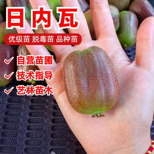 日内瓦软枣猕猴桃树苗嫁接爬藤