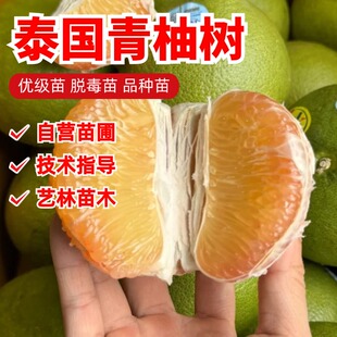 泰国黄金蜜柚树苗嫁接柚子苗黄肉柚子树当年结果南北方种植果树苗