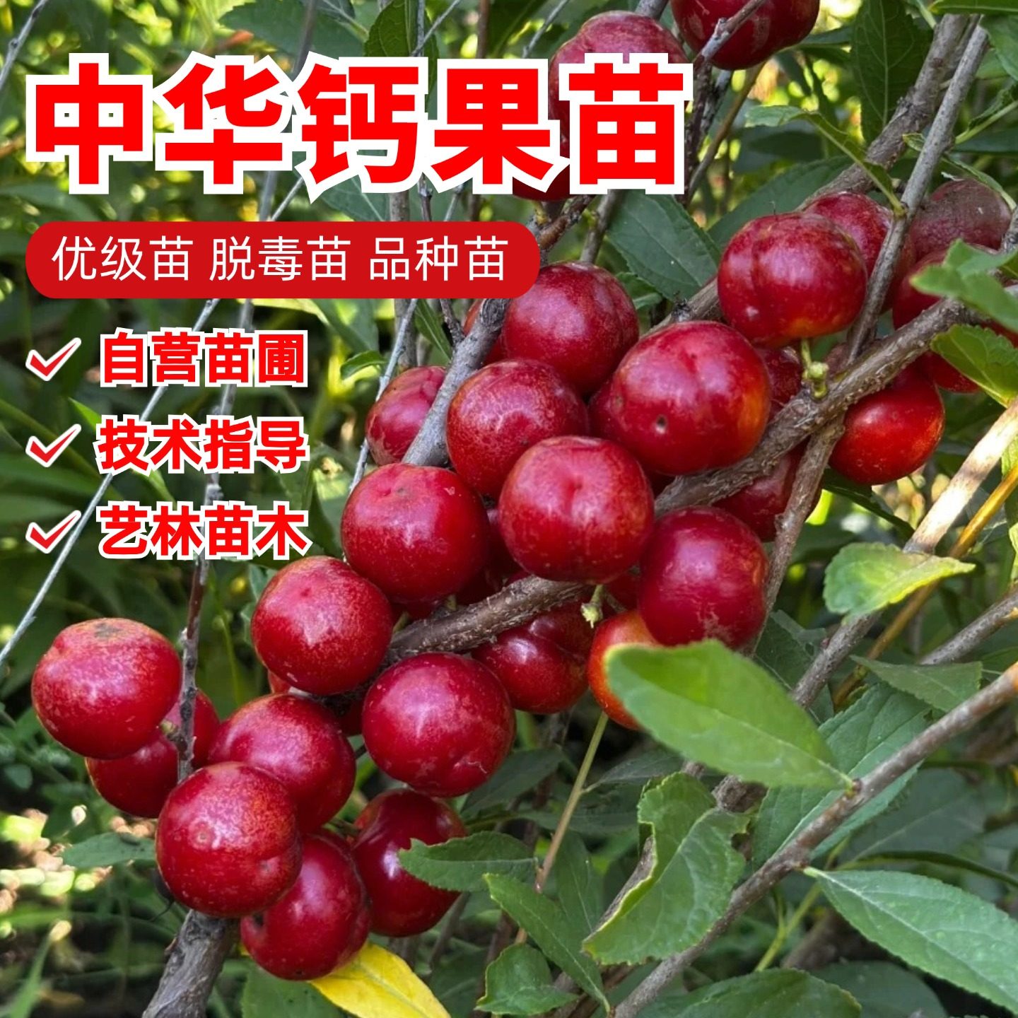 中华钙果苗嫁接钙果树苗耐寒欧李苗盆裁庭院地栽抗冻南方北方种植
