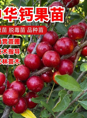 中华钙果苗嫁接钙果树苗耐寒欧李苗盆裁庭院地栽抗冻南方北方种植