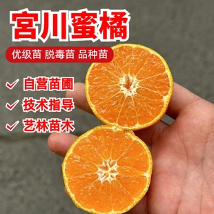临海涌泉蜜桔树苗早熟宫川蜜橘苗盆栽地栽无核柑橘果树苗当年结果