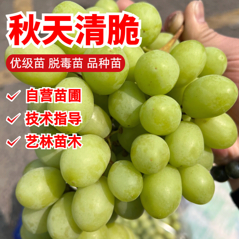 秋天清脆葡萄树苗北南方种植嫁接玉龙玫瑰葡萄苗盆栽阳台爬藤地栽