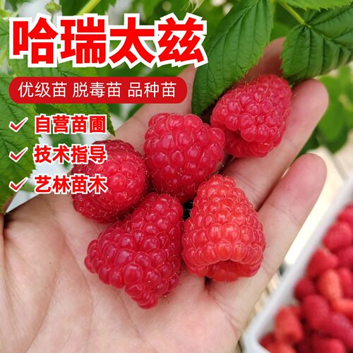 哈瑞太兹树莓苗特大果红树莓树苗盆栽庭院地栽南北方种植当年结果