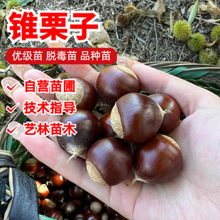 正宗建瓯锥栗苗嫁接处暑红锥栗树苗南北方种植板栗苗地栽当年结果