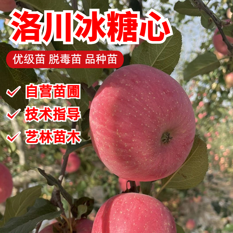 嫁接洛川冰糖心苹果树苗盆栽庭院南方北方矮化耐寒果树苗四季种植