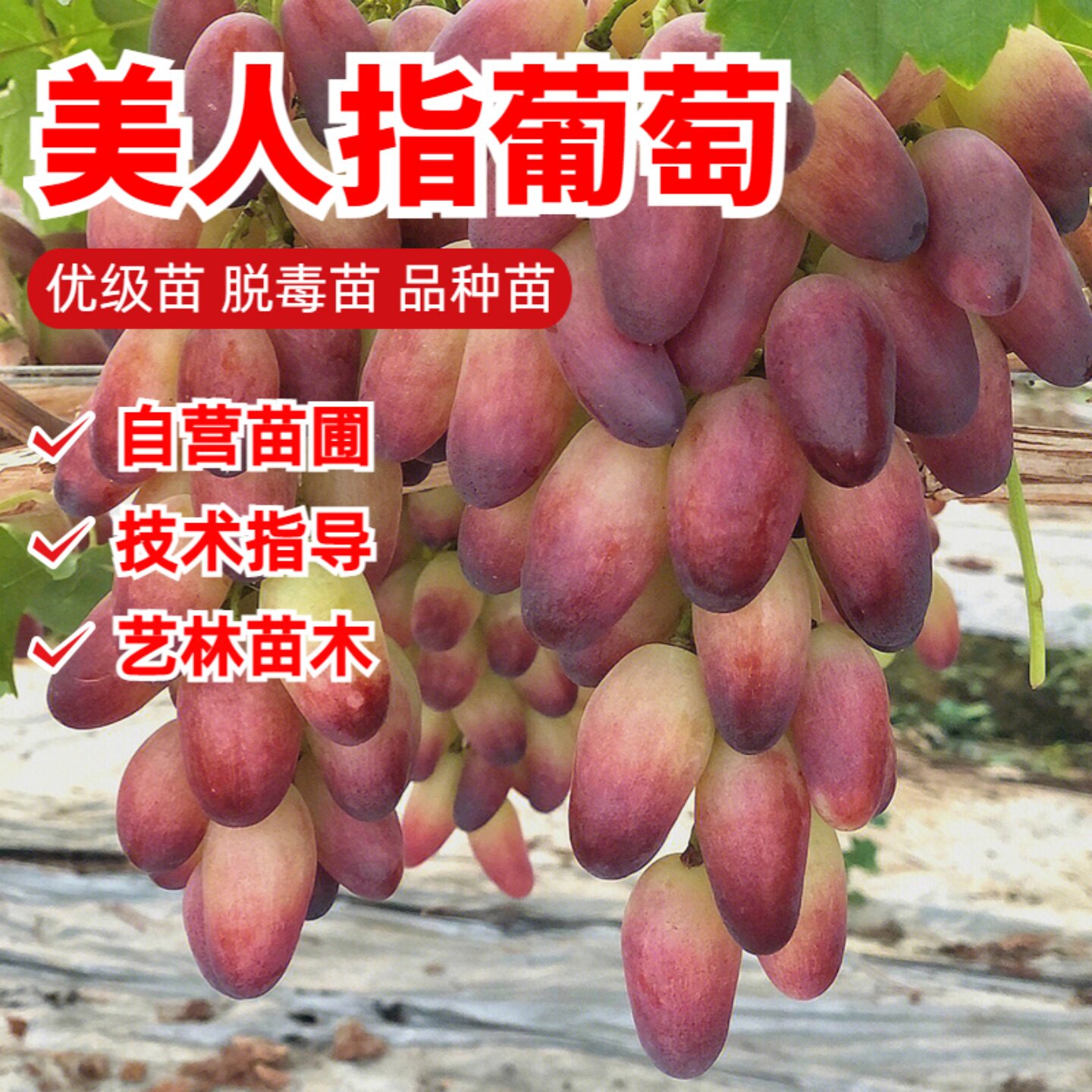 葡萄树苗嫁接美人指葡萄树果苗耐寒爬藤无籽红提葡萄苗盆栽地栽苗