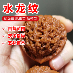 水龙纹文玩核桃树苗平谷大粗筋南疆石麻核桃苗南北方种植当年结果