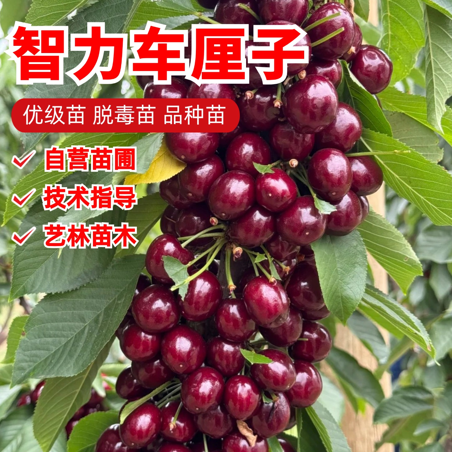 自花授粉大樱桃树苗嫁接智力车厘子树苗盆栽庭院地栽南方北方种植