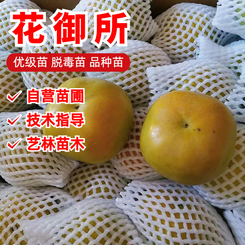 日本花御所脆甜柿子树苗嫁接无核柿子苗南方北方阳台盆栽庭院地栽