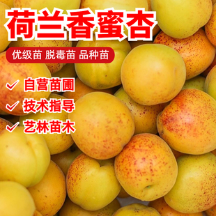 荷兰香蜜杏树苗嫁接甜杏子苗树早熟南方北方种植果树果苗地栽盆栽