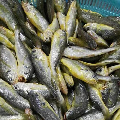 新鲜海捕小黄鱼黄鱼
