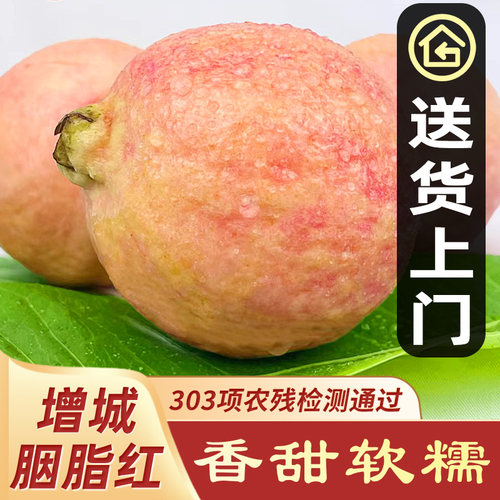 【香甜软糯】胭脂红芭乐
