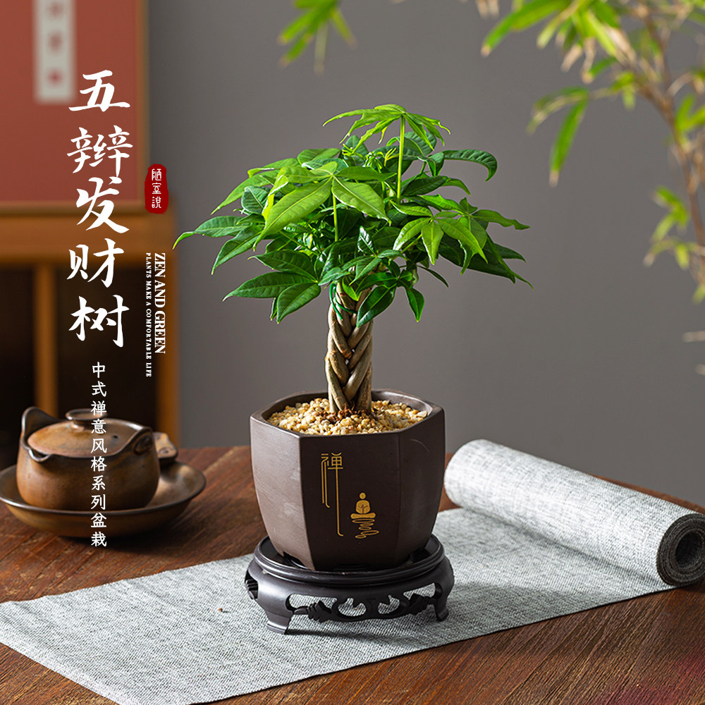 陋室说 | 五福发财树盆景造型五编室内盆栽桌面禅意摆件绿植茶桌