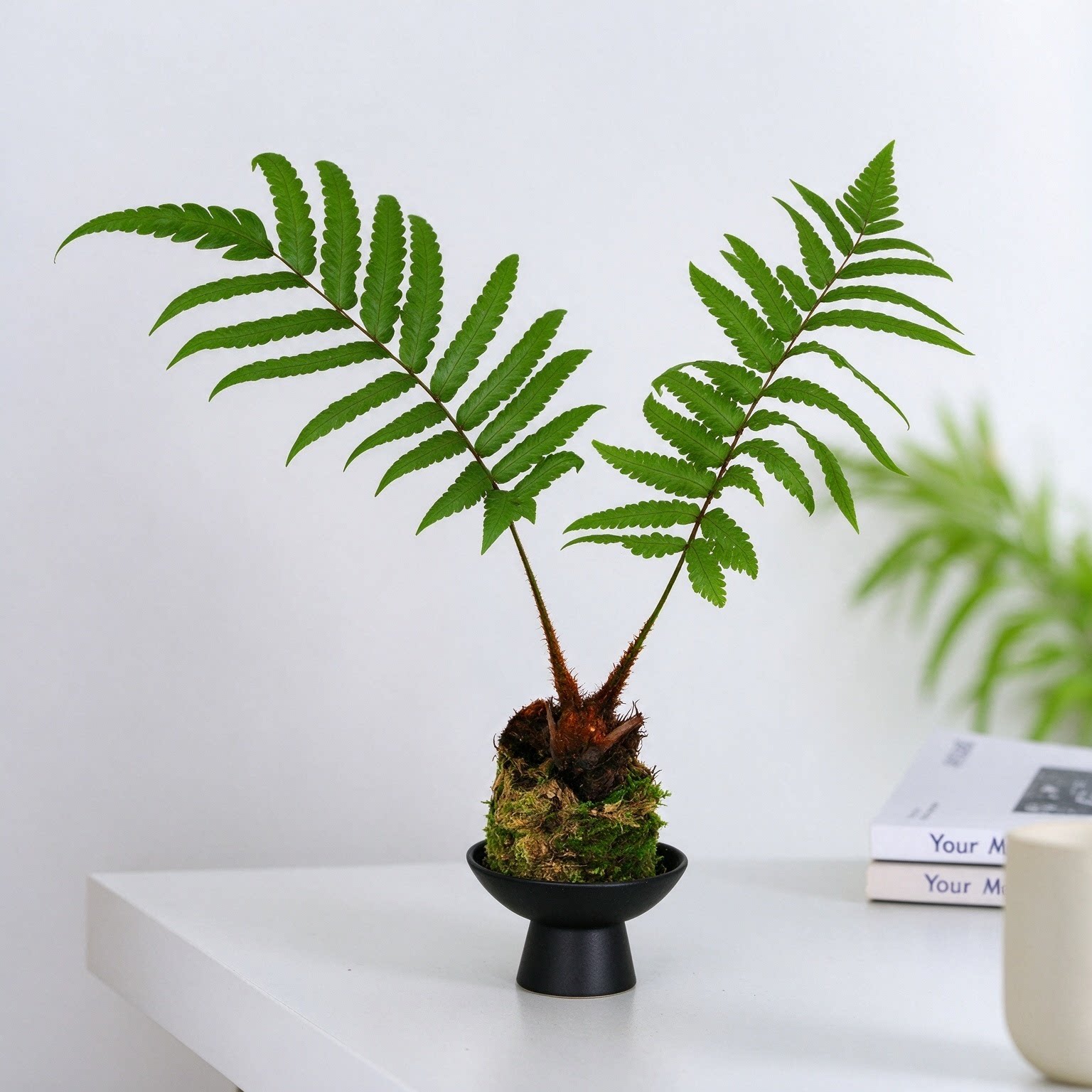 凤尾蕨苔藓球盆栽办公室内玄关桌面绿植好养活 中式 情绪稳定植物