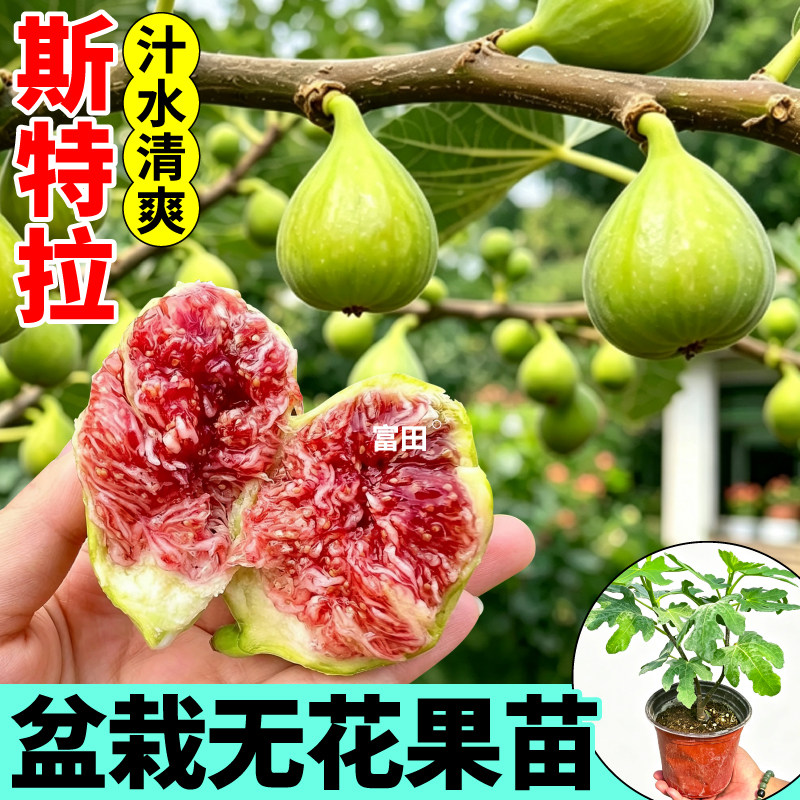 斯特拉无花果盆栽金傲芬波姬红青皮无花果水果盆栽种植农家小院