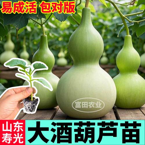 寿光大酒葫芦苗秧四季盆栽手捻小亚腰葫芦苗高产抗病带土阳台种子