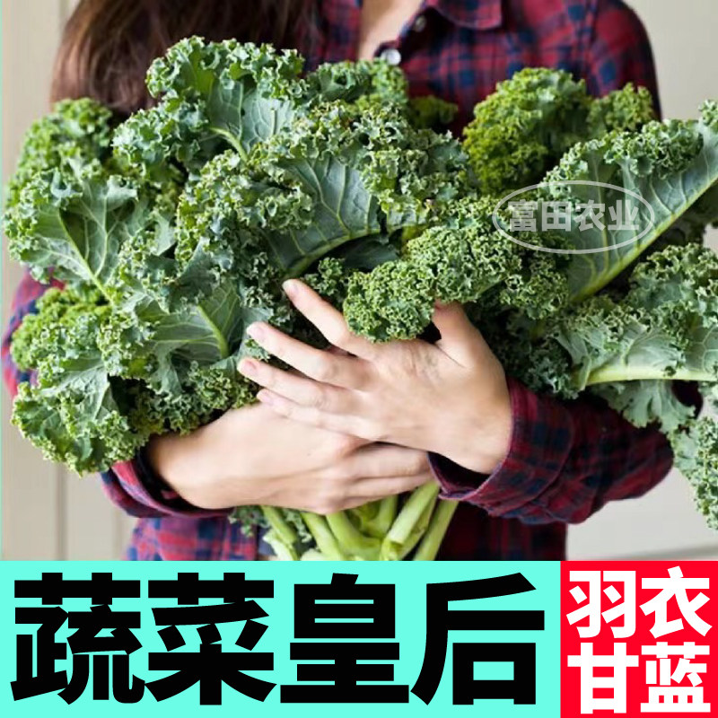 超级蔬菜绿羽衣甘蓝苗秧带土球低脂观赏食用叶牡丹种子粉白紫羽苗