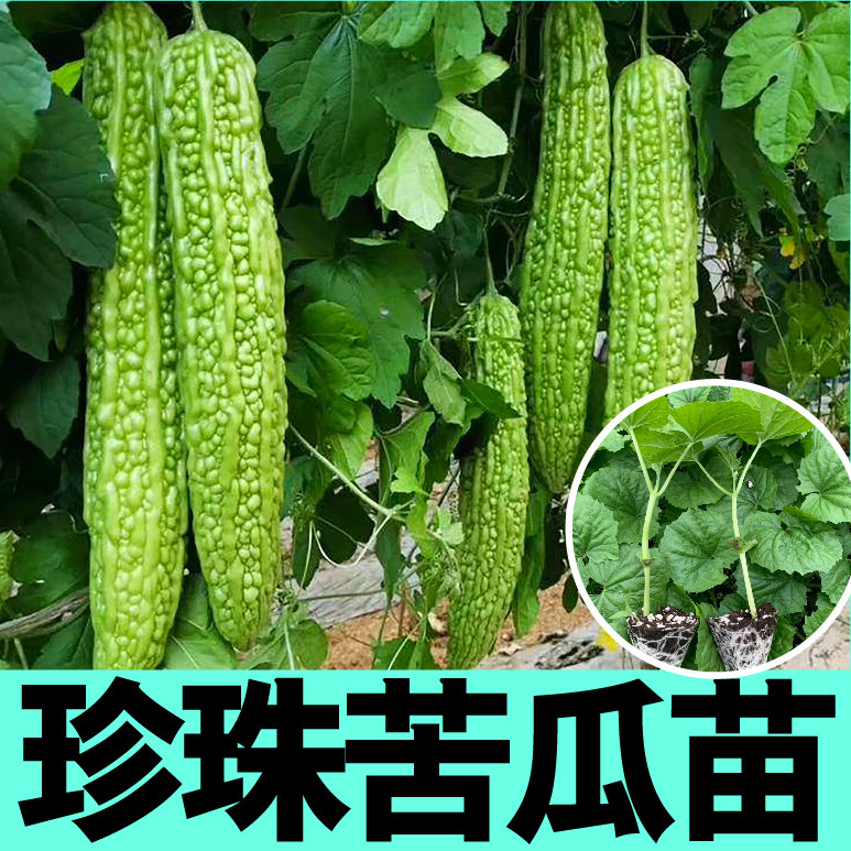 高产绿珍珠苦瓜苗秧种子疙瘩绿苦瓜籽白苹果苦瓜春秋四季阳台盆栽