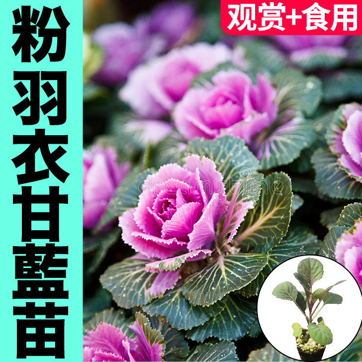 耐寒观赏食用粉羽衣甘蓝苗秧带土绿紫白粉羽衣种子籽春秋四季盆栽