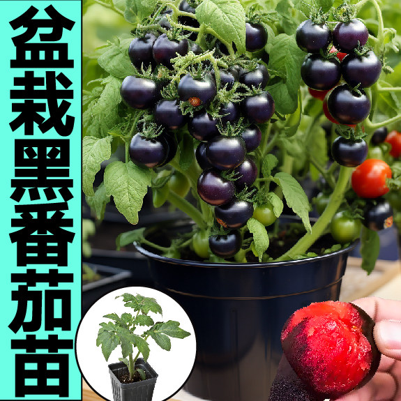 超甜盆栽矮生黑小番茄苗秧樱桃柿子圣女果红黄黑带土球种子阳台