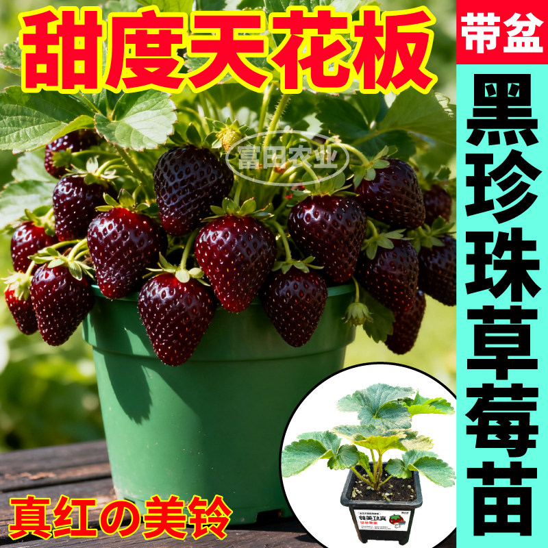 盆栽黑草莓苗秧真红美玲黑珍珠草莓苗原土原盆四季阳台小院盆栽