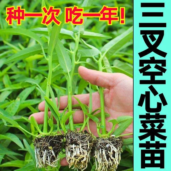 多茬采收三叉空心菜苗秧种子柳叶空心菜通心菜四季盆栽阳台带土球