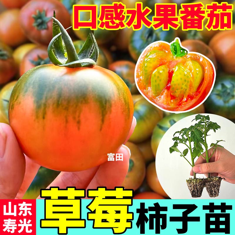 山东寿光草莓柿子苗秧四季酸甜口感正宗铁皮绿肩柿子种子阳台盆栽