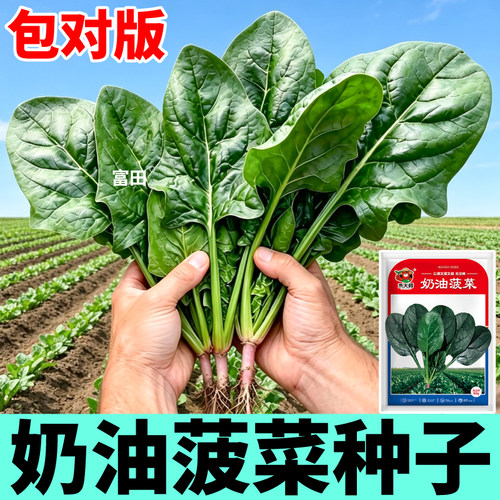 奶油菠菜种子叶大肉厚高产小叶趴地菠菜种籽适合秋冬蔬菜阳台盆栽