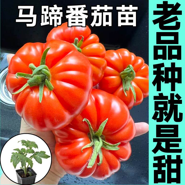 老品种沙瓤大果马蹄番茄苗秧丑柿子黑红牛排西红柿种子四季带土球