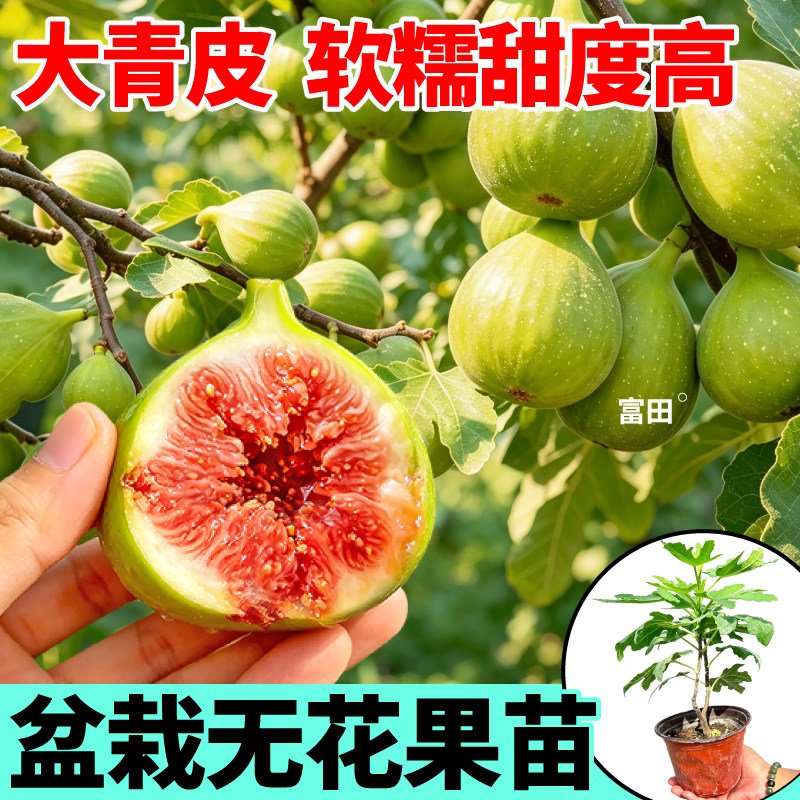 盆栽青皮无花果树苗波姬红芭劳奈斯特拉无花果水果盆栽苗小院种植
