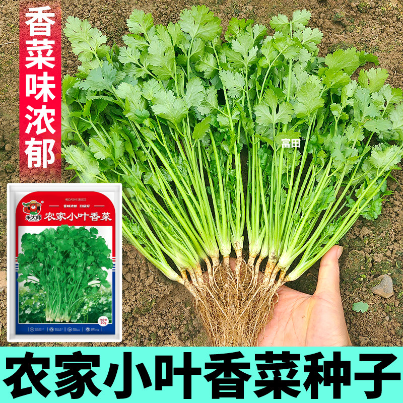 农家小叶香菜种子速生耐寒耐热澳洲铁杆大叶香菜种籽盆栽四季种植