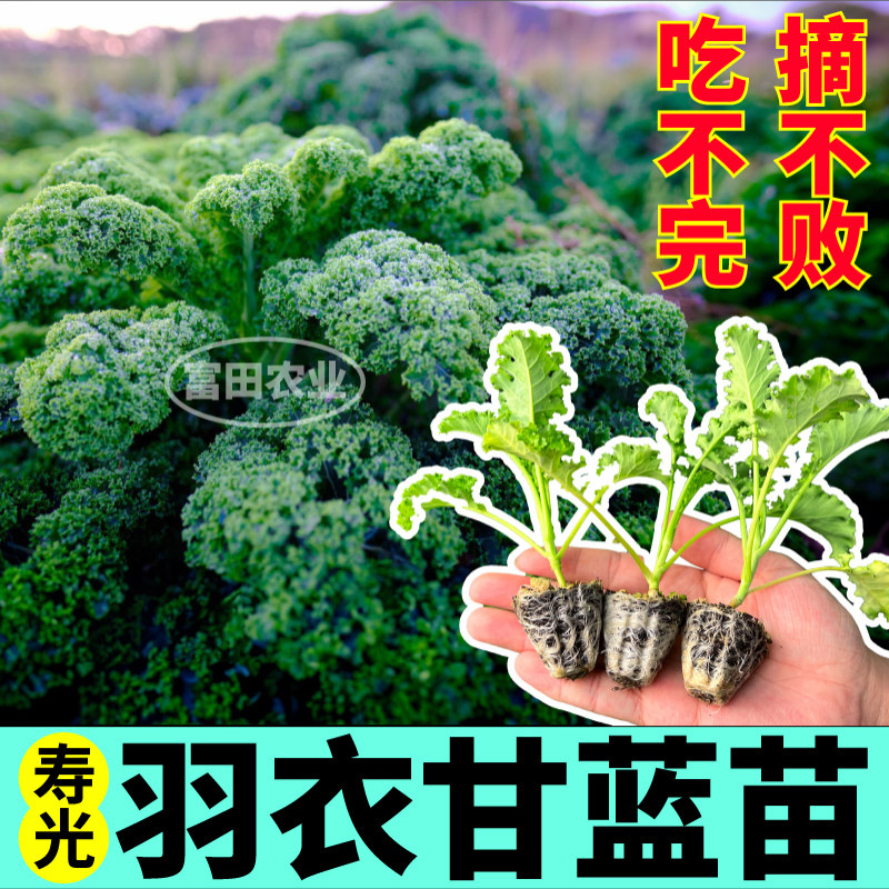 寿光绿羽衣甘蓝苗秧蔬菜皇后粉白紫绿羽衣甘蓝种子四季阳台盆栽