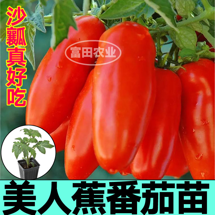美人蕉番茄苗秧爆甜沙瓤奶油香蕉番茄四季高产带土球阳台盆栽种子