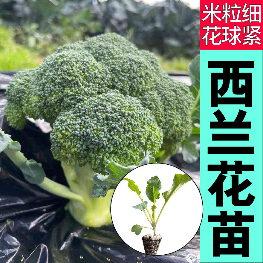 小米粒西兰花苗秧种子四季春秋高产阳台盆栽耐寒耐热松花菜紫花菜