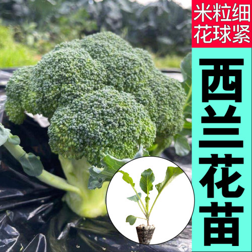小米粒西兰花苗秧种子四季春秋高产阳台盆栽耐寒耐热松花菜紫花菜