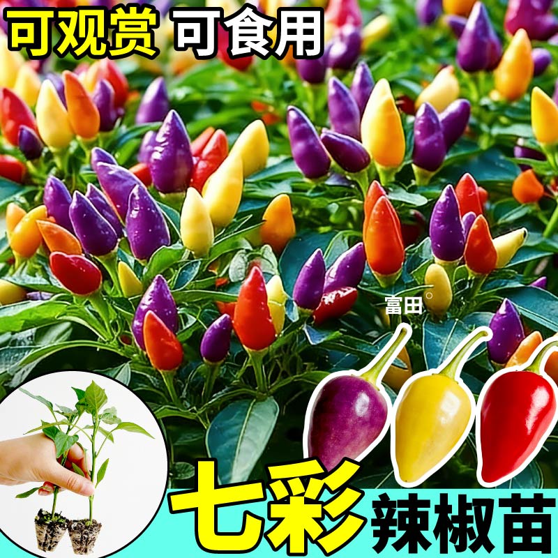 寿光七彩辣椒苗秧可观赏食用四季种植阳台盆栽五彩多彩辣椒种子