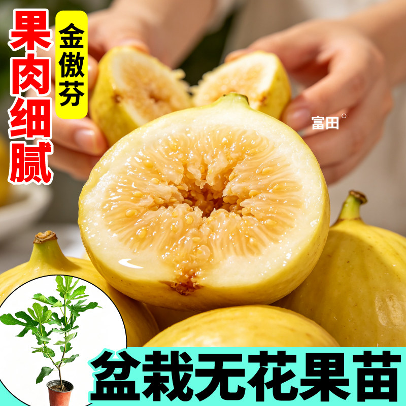 金傲芬无花果树苗盆栽芭劳奈斯特拉无花果水果盆栽庭院原土原盆