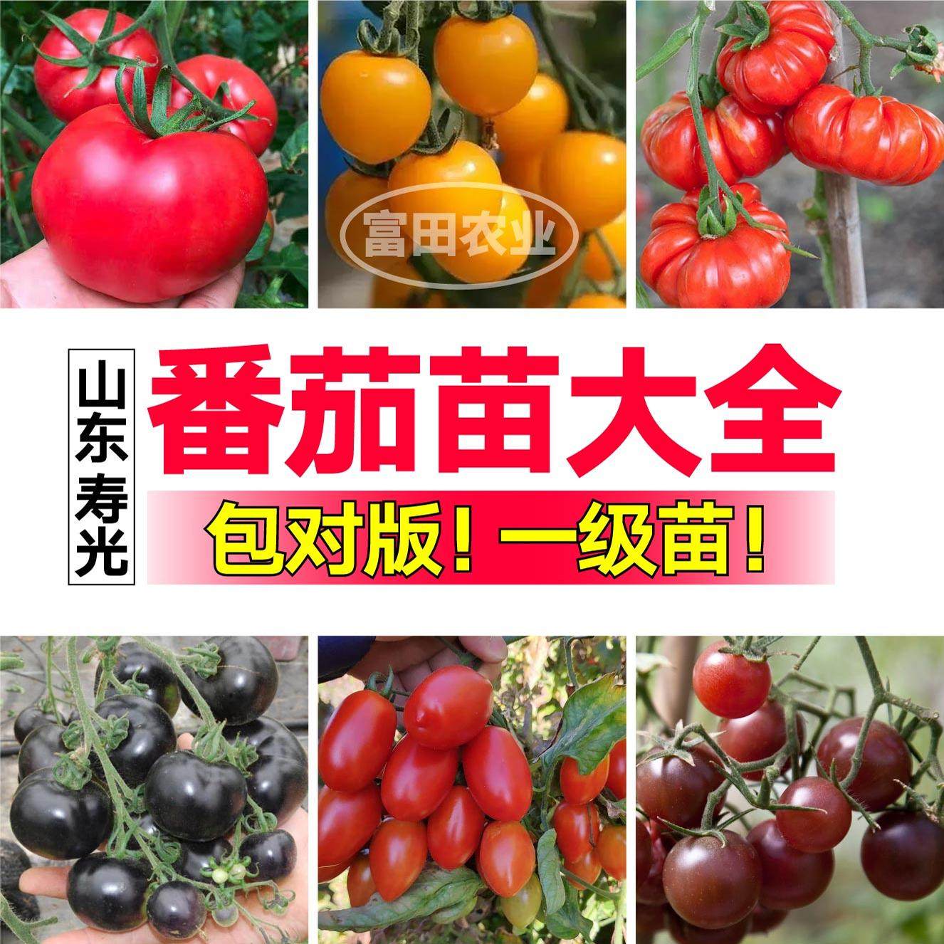 寿光番茄苗秧大全各种西红柿大粉红千禧粉贝贝黑珍珠圣女果蔬菜苗