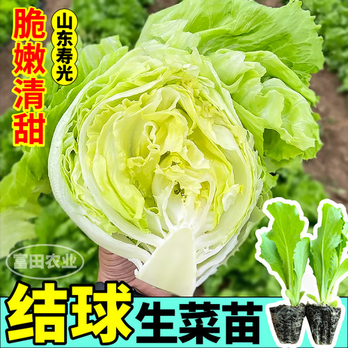 结球生菜苗秧脆嫩清甜汉堡生菜苗四季阳台小院盆栽寿光带土球寿光