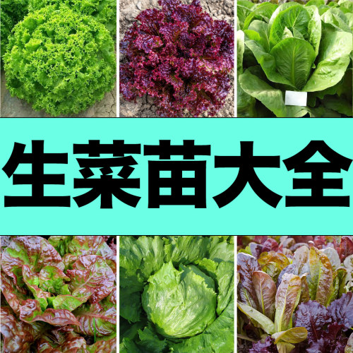 各种生菜苗秧种子大速生奶油紫皱绿红紫咖啡菜籽春秋四季阳台盆栽